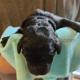 "black boy" Bernedoodle Puppies from Sanchez Bernedoodle Puppies