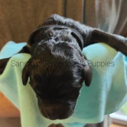 "black boy" Bernedoodle Puppies from Sanchez Bernedoodle Puppies