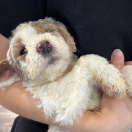Goldendoodle and Golden Retriever Puppies from Magical Goldens