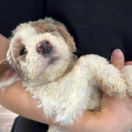 Goldendoodle and Golden Retriever Puppies from Magical Goldens