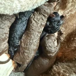 Leela - Black female Poodle puppy in Nacogdoches, Texas from Nacadoodles