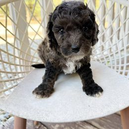 Taryn - Merle female Australian Labradoodle puppy in Wamego, Kansas from Doodles of Oz