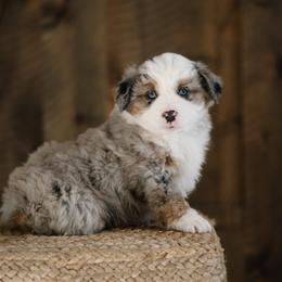 Miniature Australian Shepherd Puppies from R Heart Mini Aussies