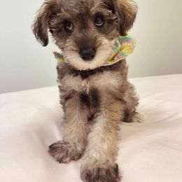 Goldendoodle, Schnoodle, and Sheepadoodle Puppies from Dood Ranch