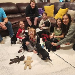 Labrador Retriever Puppies from Labs of Cottonhollow