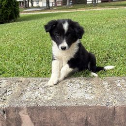 Steven- black tri - Black and white male Border Collie puppy in Chattanooga, Tennessee from Ross Vegas Kennels