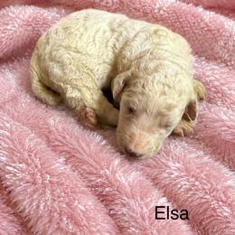 Elsa - White female Poodle puppy in Washington, Pennsylvania from Patriotic Poodles