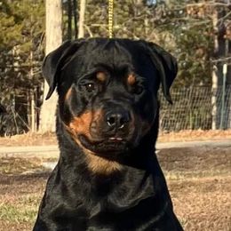 June - Rottweiler