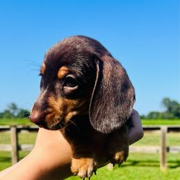 Mira - Chocolate and tan female Dachshund puppy in Stilwell, Oklahoma from MB’s Dachshunds