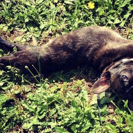 French Bulldogs from Kayla's Frenchies