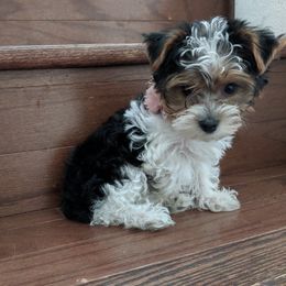 Yorkipoos and Yorkshire Terriers from Pup Moi Furrever Pets