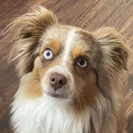 Otis - Miniature Australian Shepherd