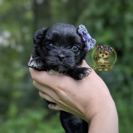 Korean Dollface Buttercup - Black female Morkie puppy in Barren Springs, Virginia from Seeking Shalom Acres Maltese, Maltipoos & Havamalts