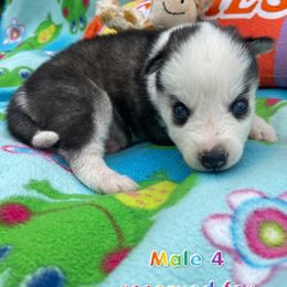 Siberian Husky Puppies from Siberian Huskies-Beckham the Great