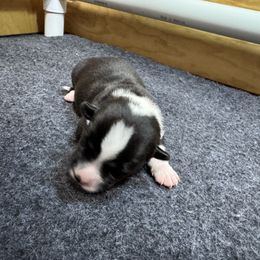 Red collar - Black and white female Cardigan Welsh Corgi puppy in Omaha, Arkansas from DnD Corgis