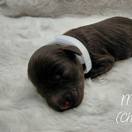 Marley - Chocolate female Goldendoodle puppy in Eau Claire, Wisconsin from Fisher River Doodle's