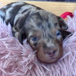 Mabel (red) - Chocolate merle female Bernedoodle puppy in Rising Sun, Indiana from Ruby Lane Doodles
