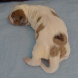 Brown dapple - Red male Dachshund puppy in Cedar Rapids, Iowa from Paulassillydogs