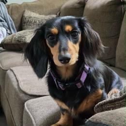 Willa June - Dachshund