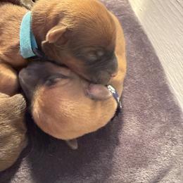 Teal - Wheaten male Soft Coated Wheaten Terrier puppy in Gordonville, Texas from Serenity Valley Wheatens