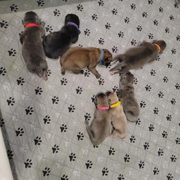 Orange collar male - Gray and fawn male Cane Corso puppy in Westerville, Ohio from Elite Empire Cane Corso