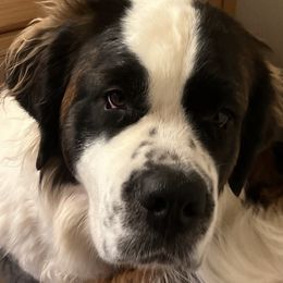 Saint Bernards from Love St. Bernards Farm