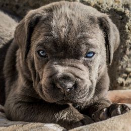 Cane Corso Puppies from Fedele's Cane Corso