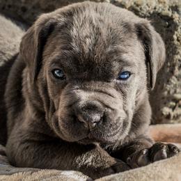 Cane Corso Puppies from Fedele's Cane Corso