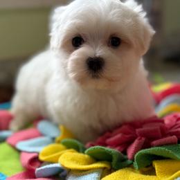Camp - White male Maltese puppy in Colonial Beach, Virginia from BeachRidge Pups