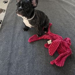 French Bulldog Puppies from A Cute Pair of Frenchies