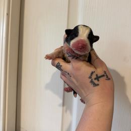 Boy 1 - Black and tan male Pembroke Welsh Corgi puppy in Aberdeen, Washington from Coastal country Farms