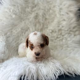 Rubble - Parti male Poodle puppy in Kissimmee, Florida from Poodles Are Mixy