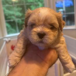 Red Collar - Golden male Lhasa Apso puppy in Port Royal, Virginia from Hearth and Hound Family Farms