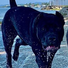 American Bully All Grown Up from American PitBully
