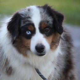 Annie - Miniature Australian Shepherd