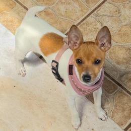 Penny - White and tan female Toy Fox Terrier puppy in Clermont, Florida from Debbie Hiles's Toy Fox Terriers