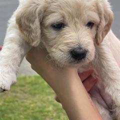 Double Doodle Puppies from Riverside Doodles in Seattle