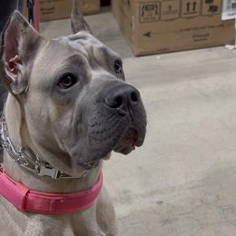 Cane Corso, French Bulldogs, and Olde English Bulldogges from Mastiff Family