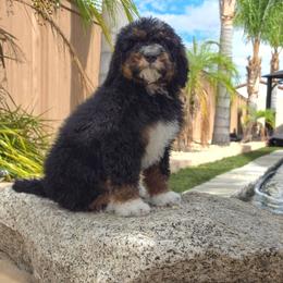 Cocoa - Tri-color male Bernedoodle puppy in Lakeside, California from True Joy Bernedoodles and French bulldogs