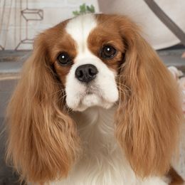 Ava - Cavalier King Charles Spaniel