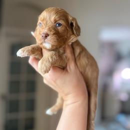 Medusa - Red female Cavapoo puppy in Spring Hill, Florida from Parisian Puppies