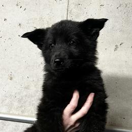 Girl 3 - female German Shepherd puppy in Higbee, Missouri from Kyon Kennel LLC