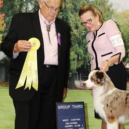 Miniature American Shepherds from Stellar Miniature American Shepherds