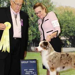 Miniature American Shepherds from Stellar Miniature American Shepherds