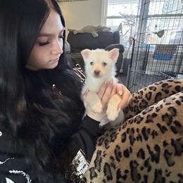 Girl runt - White female Pomsky puppy in Harpers Ferry, West Virginia from Brandie Kelley