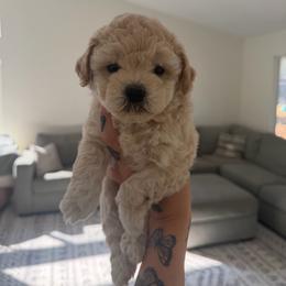 Girl 1 - Apricot female Poodle puppy in Grass Valley, California from Cuddle Paws Poodles