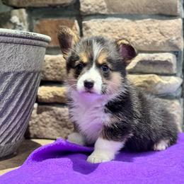 Liberty - Black and tan female American Corgi puppy in Tishomingo, Mississippi from Magnolia Trace Corgis
