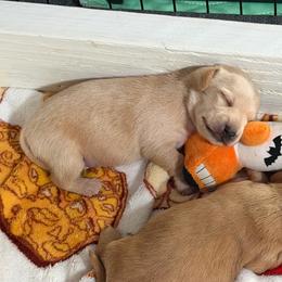 Cream boy - Cream male Dachshund puppy in Kelso, Washington from New Age Doxies