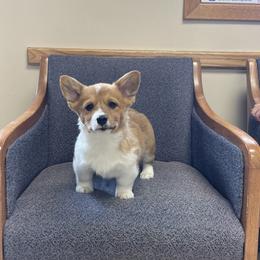 Pembroke Welsh Corgi Puppies from Gotta Chase Em All Corgis