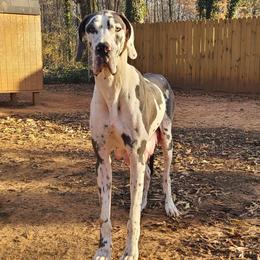 Arizona - Great Dane